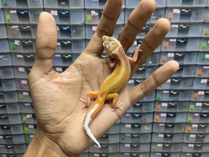 B-249 | RAPTOR RED STRIPE - INCUB. JANTAN