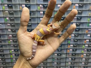 B-250 | TREMPER BLACK NIGHT (CHOCCOLATE) - INCUB. BETINA