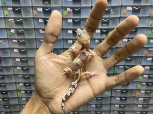 B-253 | MACK SNOW RAPTOR - INCUB. BETINA