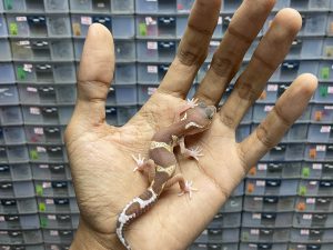 B-254 | MACK SNOW RAPTOR - INCUB. BETINA