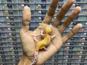 B-255 | MORPH - INCUB. JANTAN BETINA