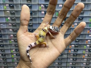 B-260 | TUG - INCUB. BETINA