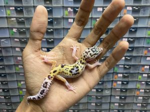 B-261 | ECLIPSE HET. TREMPER - INCUB. BETINA