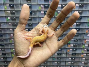 B-264 | RAPTOR - INCUB. JANTAN