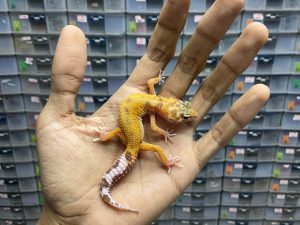 B-268 | RAPTOR - INCUB. JANTAN