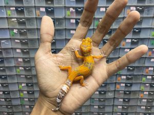B-270 | ALBINO TREMPER LAVENDER - INCUB. BETINA