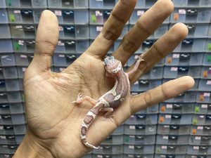 B-271 | MACK SNOW RAPTOR - INCUB. BETINA