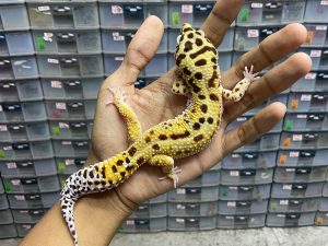 M-113 | RED STRIPE - JANTAN