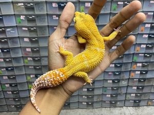 M-121 | SUNGLOW - JANTAN