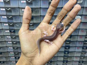 P-174 | PANDA/ PIED BLACK NIGHT/ SUPER SNOW ECLIPSE BLACK NIGHT HET. TREMPER - INCUB. BETINA