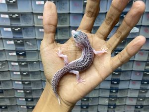 P-175 | PIED BLACK NIGHT/ SUPER SNOW ECLIPSE BLACK NIGHT POSSIBLE HET. MURPHY - BETINA