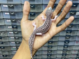 P-176 | PANDA/ PIED BLACK NIGHT/ SUPER SNOW ECLIPSE BLACK NIGHT HET. TREMPER - BETINA