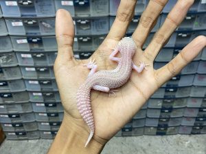 P-177 | PIED ALBINO/ SUPER SNOW RAPTOR PIED - BETINA