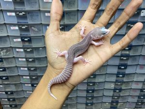 P-178 | PIED / SUPER SNOW ECLIPSE HET. BLIZZARD - BETINA