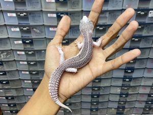 P-179 | PIED/ SUPER SNOW ECLIPSE POSSIBLE HET. TREMPER - JANTAN