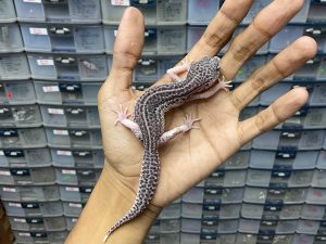 P-181 | PIED BLACK NIGHT/ SUPER SNOW ECLIPSE BLACK NIGHT/ PANDA HET. TREMPER - JANTAN