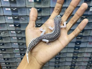 P-183 | PIED BLACK NIGHT/ SUPER SNOW ECLIPSE BLACK NIGHT HET. TREMPER - BETINA