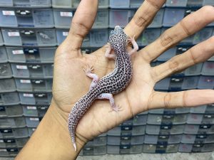 P-191 | PIED BLACK NIGHT/ SUPER SNOW BLACK NIGHT/ PANDA POSSIBLE HET. TREMPER - BETINA