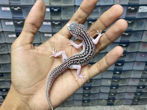 P-193 | PANDA/ PIED BLACK NIGHT/ SUPER SNOW ECLIPSE BLACK NIGHT HET. TREMPER - BETINA