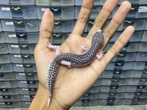 P-194 | PIED BLACK NIGHT/ SUPER SNOW ECLIPSE BLACK NIGHT/ PANDA HET. TREMPER - BETINA