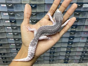 P-196 | PIED/ SUPER SNOW ECLIPSE - BETINA