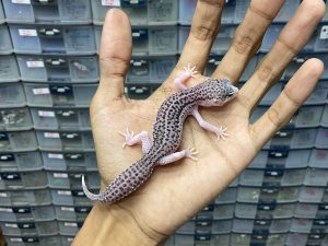 P-184 | PANDA/ PIED BLACK NIGHT/ SUPER SNOW ECLIPSE BLACK NIGHT HET. TREMPER - BETINA