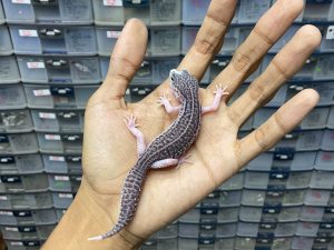 P-185 | PANDA/ PIED BLACK NIGHT/ SUPER SNOW ECLIPSE BLACK NIGHT HET. TREMPER - BETINA
