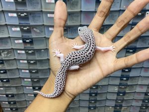P-186 | PANDA/ PIED BLACK NIGHT/ SUPER SNOW ECLIPSE BLACK NIGHT HET. TREMPER - JANTAN