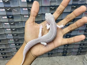 P-188 | PIED BLIZZARD BLACK NIGHT/ SUPER SNOW ECLIPSE BLACK NIGHT - JANTAN