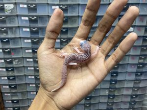 P-182 | PANDA/ PIED BLACK NIGHT/ SUPER SNOW ECLIPSE HET. TREMPER - JANTAN