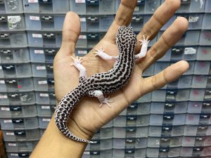 P-180 | PIED BLACK NIGHT/ SUPER SNOW ECLIPSE BLACK NIGHT/ PANDA HET. TREMPER - JANTAN