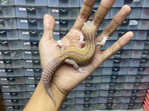 P-198 | MACK SNOW RAPTOR BLACK NIGHT REVERSE STRIPE - JANTAN - CONTEST QUALITY