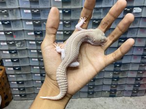 P-199 | PANDA ALBINO/ PIED ALBINO BLACK NIGHT/ SUPER SNOW RAPTOR PIED BLACK NIGHT - JANTAN - CONTEST QUALITY