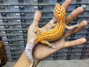P-202 | TANGERINE ENIGMA POSSIBLE HET. TREMPER - JANTAN - QUALITY CONTEST