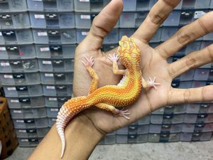 P-203 | ALBINO PATTERNLESS TREMPER ORANGE/ APTOR RED STRIPE HET. ECLIPSE - BETINA
