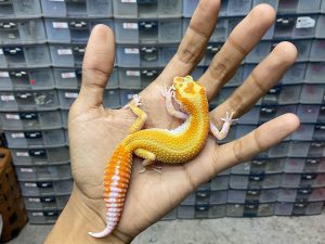 P-204 | ALBINO PATTERNLESS ORANGE/ APTOR RED STRIPE POSSIBLE HET. ECLIPSE - BETINA