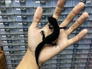 P-207 | BLACK NIGHT SOLID POSSIBLE HET. TREMPER - JANTAN