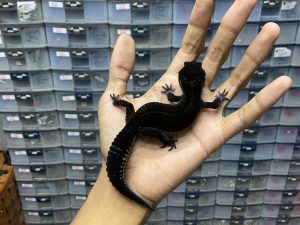 P-208 | BLACK NIGHT SOLID POSSIBLE HET. TREMPER ECLIPSE - JANTAN