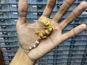 B-272 | LEMON FROST ALBINO TREMPER POSSIBLE SNOW - INCUB. JANTAN