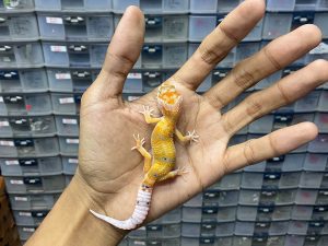 B-275 | ENIGMA HET. ALBINO TREMPER - INCUB. JANTAN