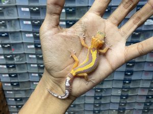 B-276 | ALBINO TREMPER BOLD STRIPE - INCUB. JANTAN
