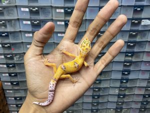 B-277 | TREMPER ENIGMA - INCUB. JANTAN