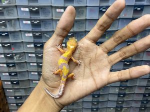 B-278 | TREMPER JUNGLE POSSIBLE SUNSPOT - INCUB. JANTAN