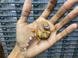B-279 | ALBINO TREMPER BANDED - INCUB. JANTAN