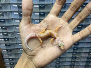 B-280 | DREAM SICLE/ TREMPER RAPTOR - INCUB. JANTAN