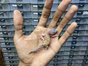 B-281 | MACK SNOW ECLIPSE POSSIBLE HET. TREMPER - INCUB. JANTAN