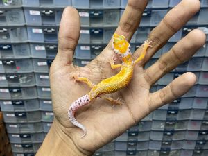 B-282 | ALBINO TREMPER ENIGMA - INCUB. JANTAN