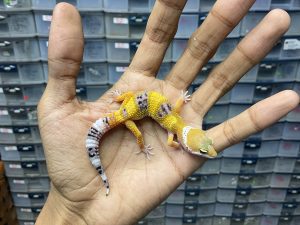 B-285 | TANGERINE HET. ECLIPSE - INCUB. JANTAN