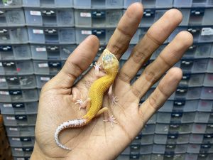 B-288 | ALBINO PATTERNLESS ORANGE/ APTOR - INCUB. JANTAN