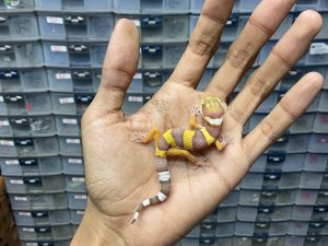 B-290 | TUG ALBINO TREMPER/ PHANTOM - INCUB. JANTAN